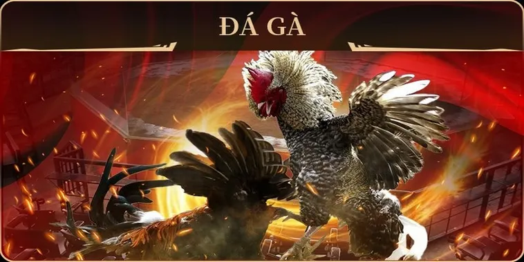 Hướng Dẫn Chơi Đá Gà GA28 Tại Hi88 Dễ Thắng 2 Hướng Dẫn Chơi Đá Gà GA28 Tại Hi88 Dễ Thắng