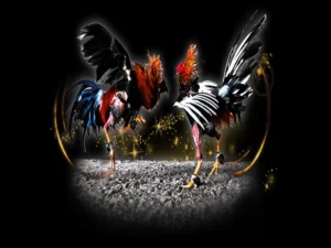 Bí Quyết Tham Gia Cách Chơi Đá Gà Sabong Hi88 3 Bí Quyết Tham Gia Cách Chơi Đá Gà Sabong Hi88