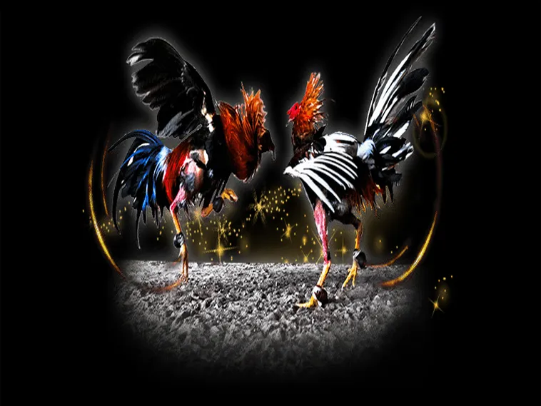 Bí Quyết Tham Gia Cách Chơi Đá Gà Sabong Hi88 1 Bí Quyết Tham Gia Cách Chơi Đá Gà Sabong Hi88